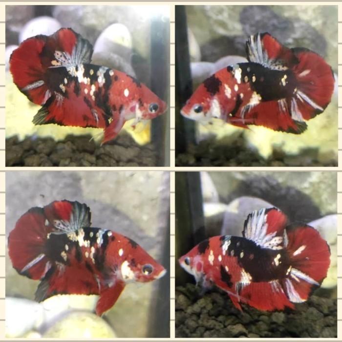 Gambar cupang hias plakat red koi galaxy gold copper cooper RKC coper origina - fancy/marble dari standfish27 undefined Tokopedia