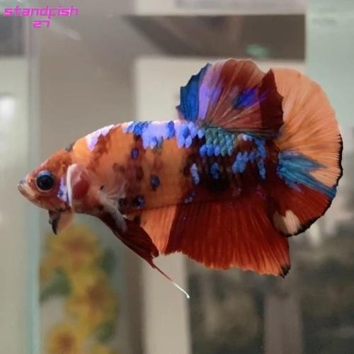 Gambar TERBATAS CUPANG GIANT BO 5 CM. premium mkpartfish dari standfish27 undefined Tokopedia