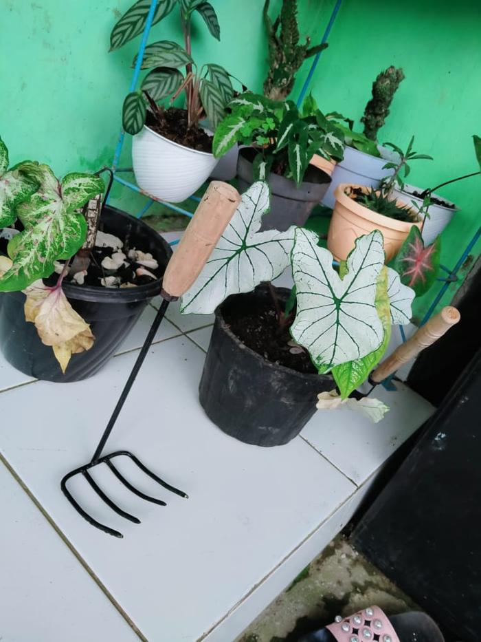Gambar GARPU GARUK SAMPAH KECIL GAGANG KAYU / GARPU TANAH KECIL garfu petani - 3PCSGARPU dari barokah defay undefined Tokopedia