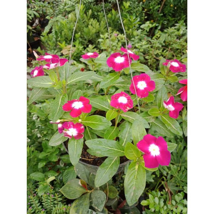 Gambar Tanaman Hias Gantung Bunga Vinca Tapak Dara | Tanaman Herbal - Pink dari kiosmahkotabunga_NEW undefined Tokopedia