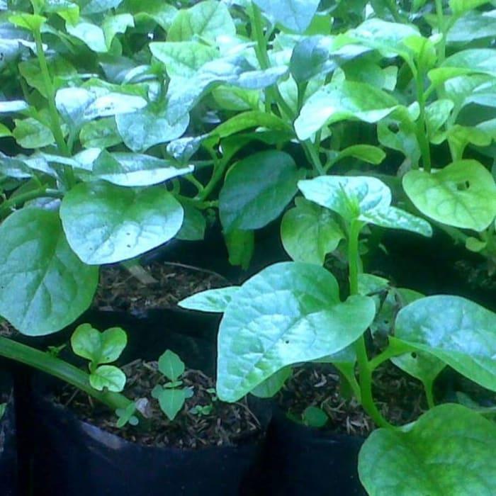 Gambar Tanaman Daun Raja - sayur raja malabar sorwpe 5546yt dari DAIMM undefined Tokopedia
