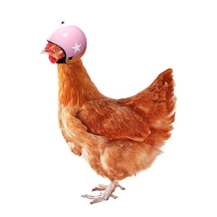 Gambar New!! Helem Ayam untuk melindungi kepala ayam dari Patukan dari toko erna shop undefined Tokopedia