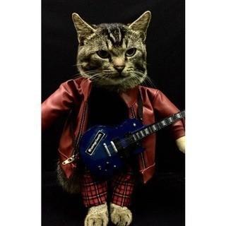 Gambar Baju Kucing Kostum Rock Star + Gitar S M L XL - S dari petshop depok undefined Tokopedia