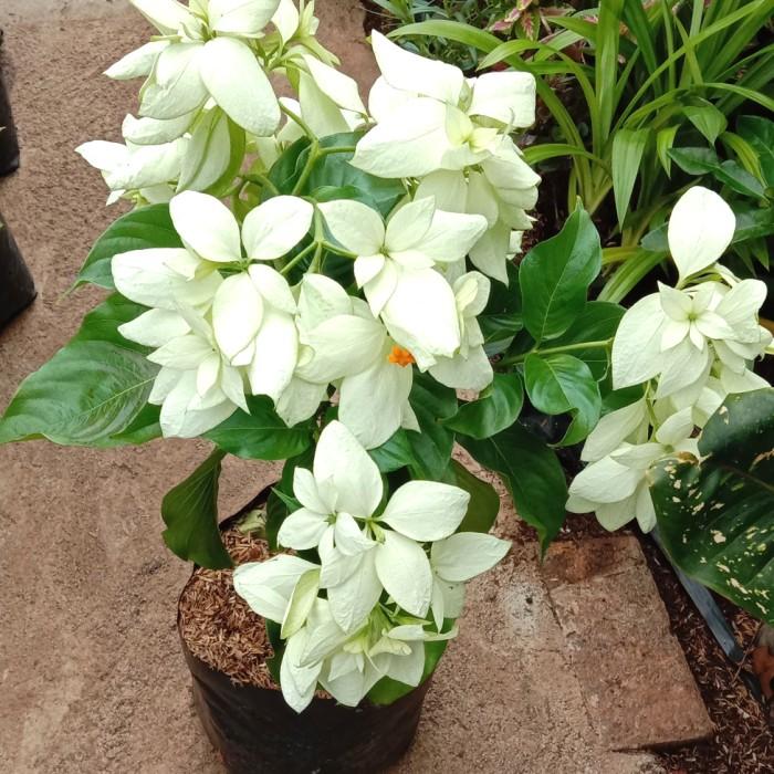 Gambar tanaman hias bunga Nusa indah/Mussaenda 40 cm - Putih dari Sanggar Bukit Alam. undefined Tokopedia