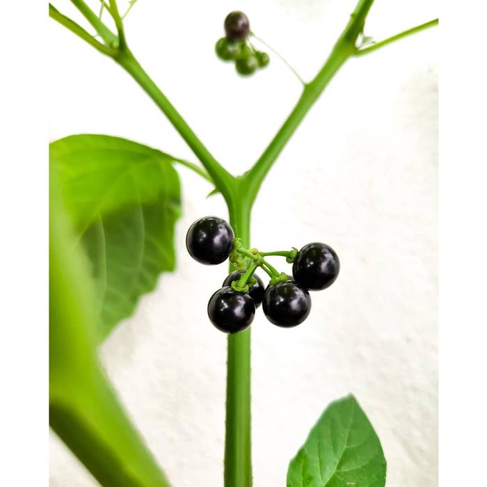 Gambar Tanaman herb Leunca / Lalapan lenca / ranti / bobosa dari Ape Tani undefined Tokopedia