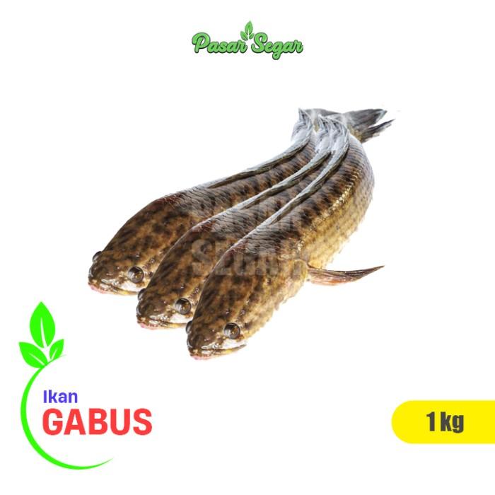 Gambar Ikan Gabus 1 kg dari PASAR SEGAR SEMARANG undefined Tokopedia