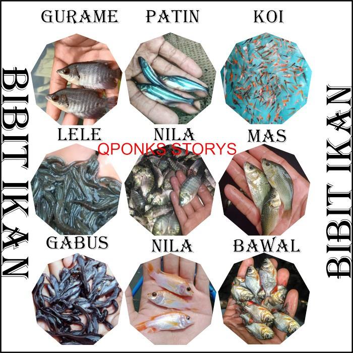 Gambar Bibit ikan lele,nila,mas,gabus,bawal,gurame,patin,koi dll per ekor - lele 7-8 cm dari QponksStorys undefined Tokopedia