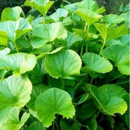 Gambar DAUN ANTANAN /DAUN PEGAGAN SEGAR 1KG - 750GR dari Lianaherball undefined Tokopedia