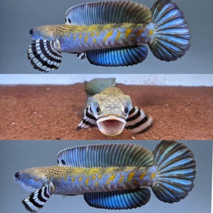 Gambar Channa Blue Pulchra 8 9 10 cm GRADE A PREMIUM TERMURAH!! - 5cm - 7-8cm (A++) dari warung ikan depok undefined Tokopedia