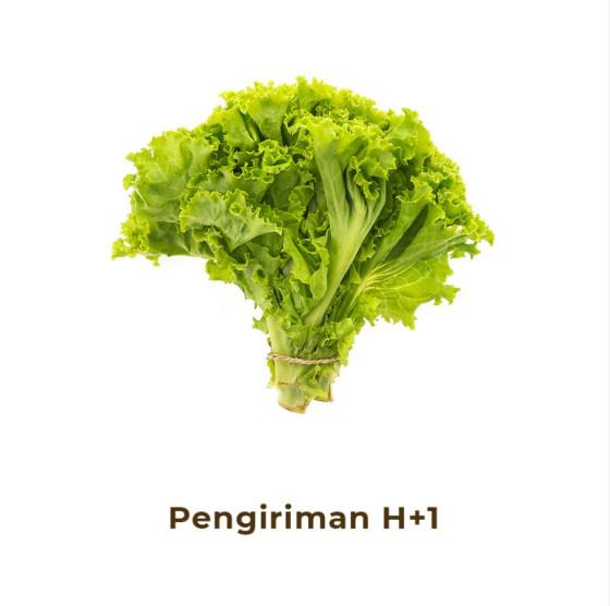 Gambar Selada Hijau Segar - 500gr dari Heimon Food Solo undefined Tokopedia