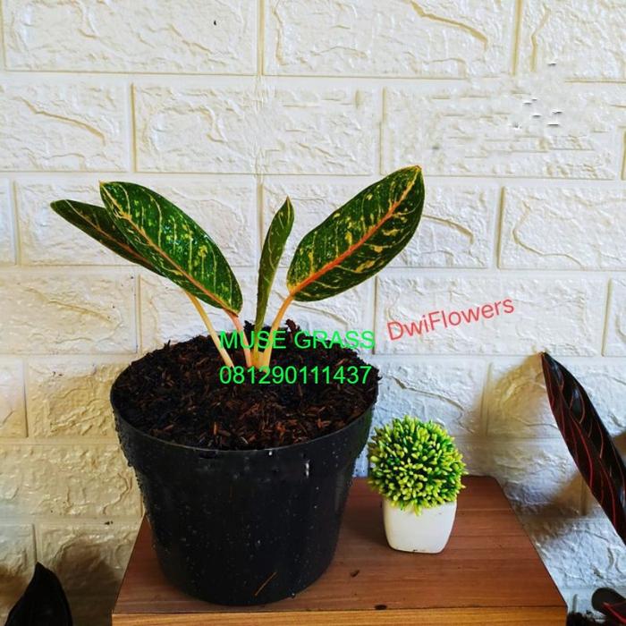 Gambar ( BISA COD ) Tanaman Hias Aglonema Donacarmen Dewasa & Bibit - Bibitan dari alesplantgarden undefined Tokopedia