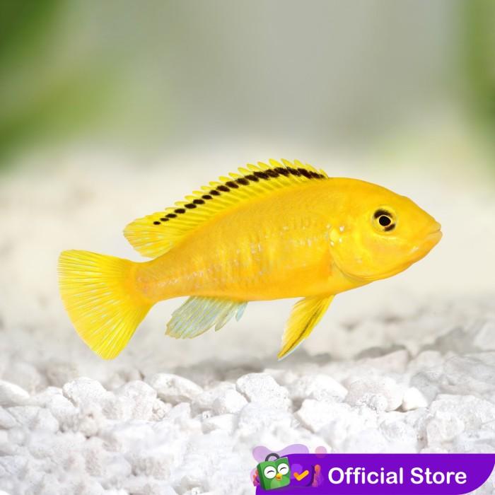 Gambar Ikan Lemon Cichild / Ikan Hias Air Tawar / Ikan Hias Aquascape - Size ± 3 cm dari JN AQUARIUM undefined Tokopedia