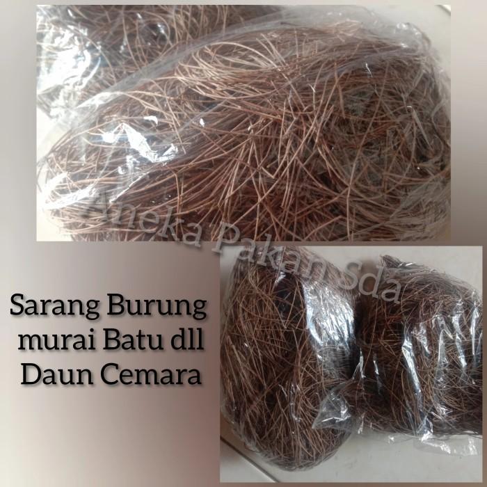 Gambar Sarang Burung Murai Batu daun Cemara murah!! dari Lutfiia undefined Tokopedia
