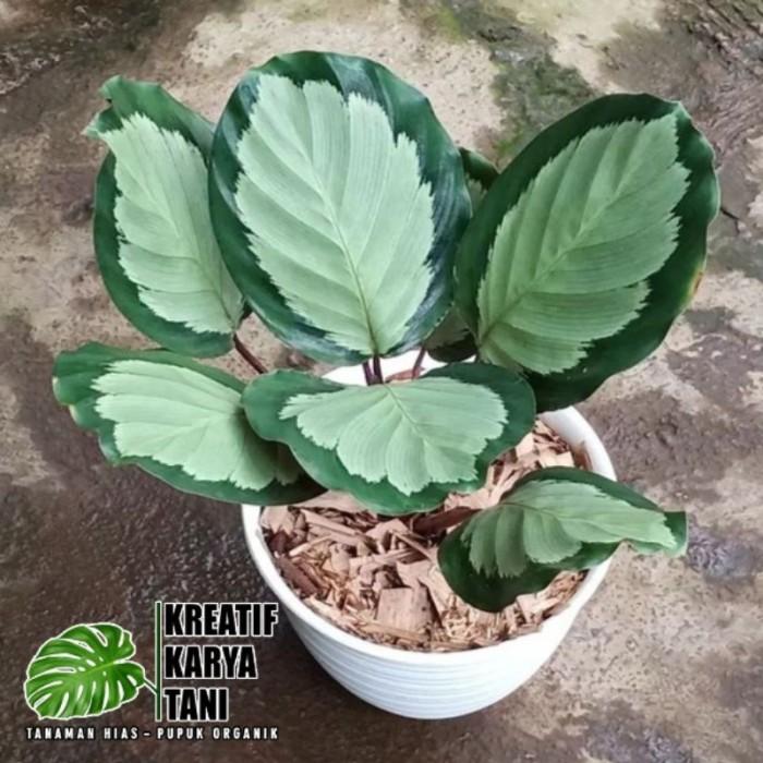 calathea dracaena Korbmarante 'Ornata' XL - Calathea ornata main image 0
