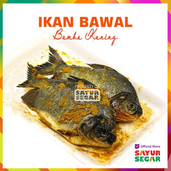 Gambar [CINERE] IKAN BAWAL BUMBU KUNING [500G] PREMIUM dari SAYUR SEGAR Cinere undefined Tokopedia