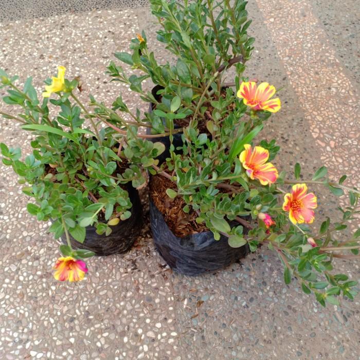 Gambar Ready Rumput Krokot / Krokot / Rumput Krokot Mini / Taman / Benih dari tokoku jaya berkah undefined Tokopedia