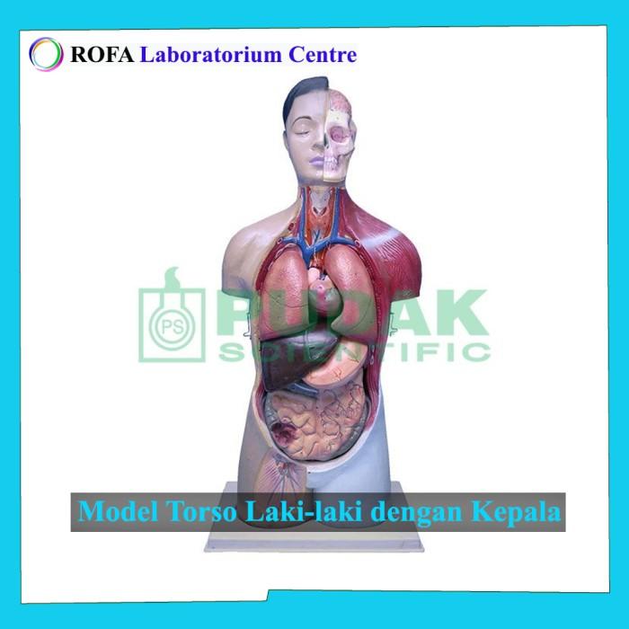 Jual Model Torso Model Anatomi Tubuh Manusia Trunk Model Tubuh ...