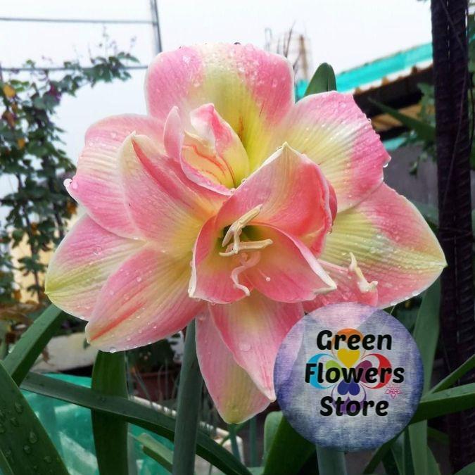 Gambar Tanaman Hias Bakung Amarilis Bunga Pink Line/Pohon Bakung Amarilis dari Kazaryy Flowers undefined Tokopedia