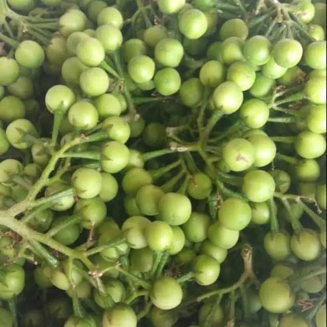 Gambar 100 Grm Takokak Tekokak Cepokak Terung Terong Pipit Solanum Torvum dari Herbal Tanaman undefined Tokopedia