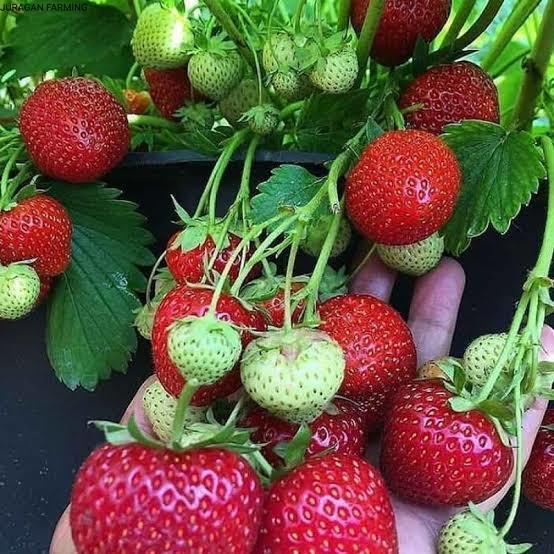 Gambar Bibit Stroberi Strawberry Rasa Manis dari juragan farming undefined Tokopedia