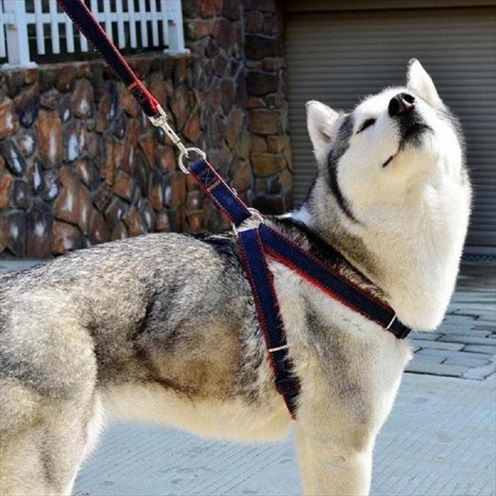 Jual DOG HARNESS WITH LEASH, HARNESS ANJING TEBAL EMPUK, TALI 3,2