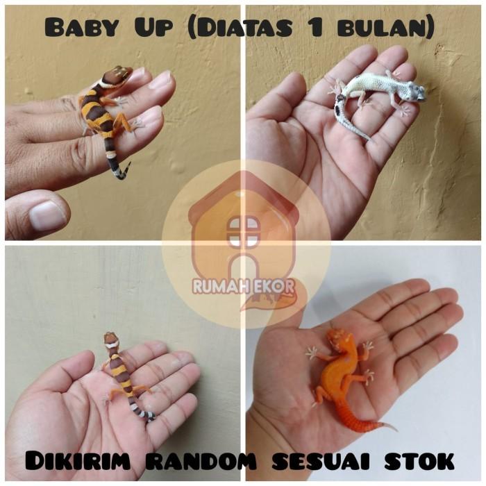 Gambar NEEWW PRODUCT LEOPARD GECKO BEBAS PILIH BABY UP JUVE ADULT MACK SNOW - Baby Random dari sarinahstore32 undefined Tokopedia