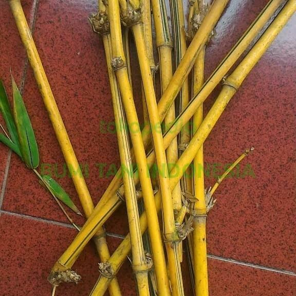 Gambar Bisa COD Batang Bambu Panjang Lurus Asli 200cm - 50 Cm - 200 Cm dari HARTATI Online Store_NEW undefined Tokopedia