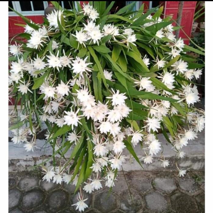 Gambar PROMO!!! tanaman wijaya kusuma gantung wijayakusuma dari plant21 undefined Tokopedia