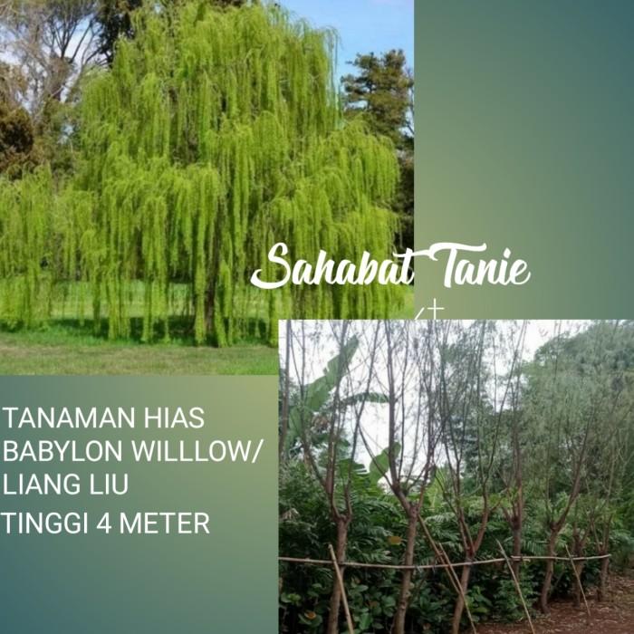 Gambar Tanaman hias babylon willow - Pohon liang liu dari Sahabat Gardner undefined Tokopedia