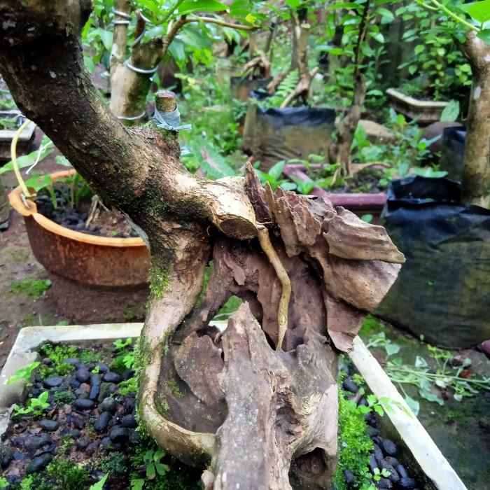 Gambar is bahan bonsai wahong gunung berkarakter dari Appa garden undefined Tokopedia