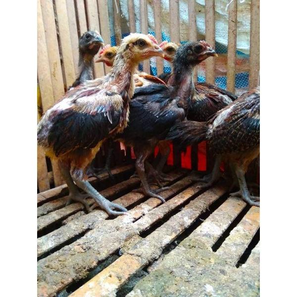 Gambar Anakan Ayam Pelung Calon Jumbo Usia 1 Bulan Berkualitas dari Yameena Rajeena undefined Tokopedia