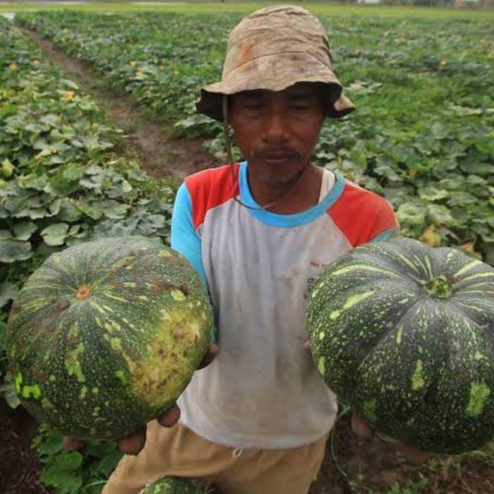 Gambar BENIH LABU KUNING WALUH SUPER TAHAN VIRUS 25 BIJI - 5 benih dari SANG PERINTIS 22 undefined Tokopedia