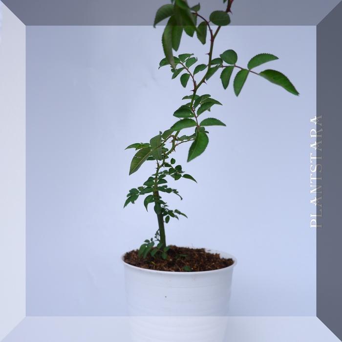 Gambar Tanaman Hidup Bibit Bunga Mawar import Hidup-Mawar wangi - SBGroup - Kampung dari plantstaraid undefined Tokopedia