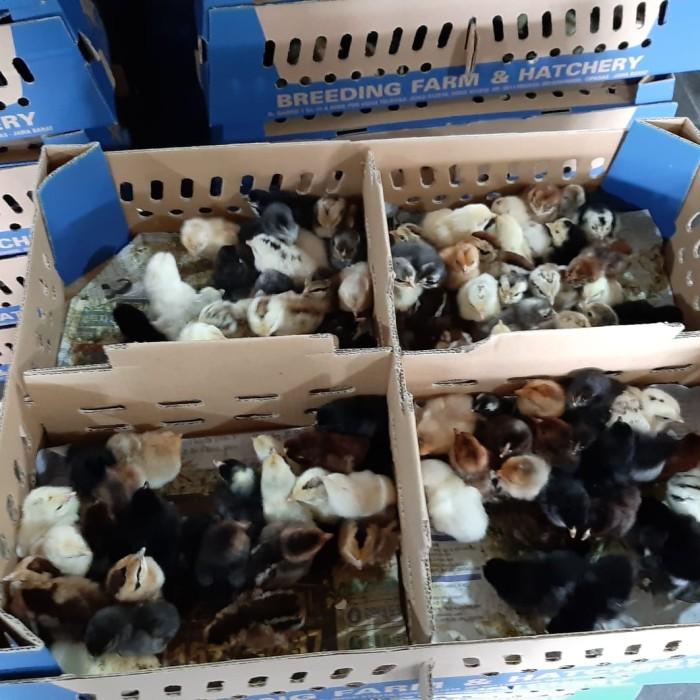 Gambar DOC/Anak Ayam Kampung Asli|1Box =102ekor |Vaksin ND IB; ND AI; Gumboro dari Chiuu Store undefined Tokopedia