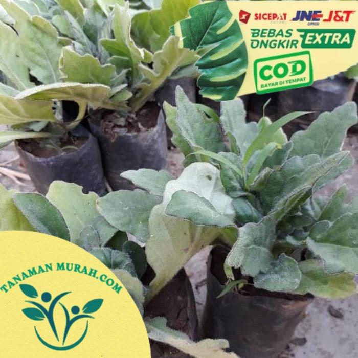 Gambar Tanaman herbal daun dewa . dari tanaman murah. COM undefined Tokopedia