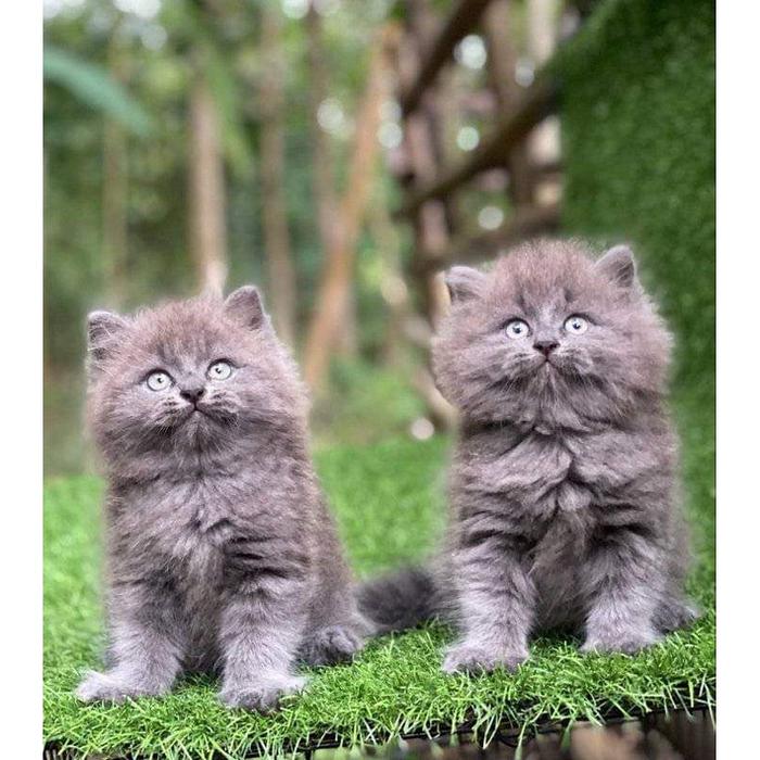 Gambar Kucing persia Anggora murah KHUSUS WARNA ABU - Abu polos super dari jar cathouse coletion undefined Tokopedia