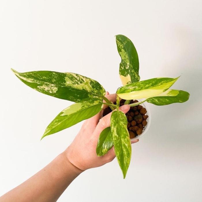 Gambar Tanaman Hias Philodendron Domesticum Variegata mewah / Philo domes var - Anakan dari Kebun Pa Tani undefined Tokopedia