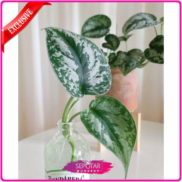 Gambar TANAMAN HIAS TAHAN AIR/TANAMAN AIR - liliparis - sindapsus dari Seputar nursery undefined Tokopedia