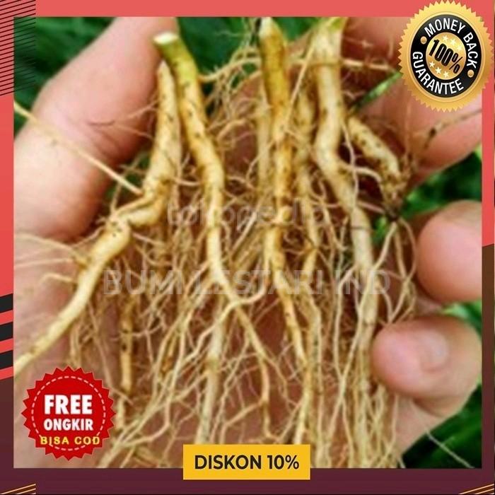 Gambar Murah Akar Sidaguri Segar Fresh Original - 1 Bonggol Akar - 1 Bonggol Akar dari Mangkubumi Indonesia undefined Tokopedia