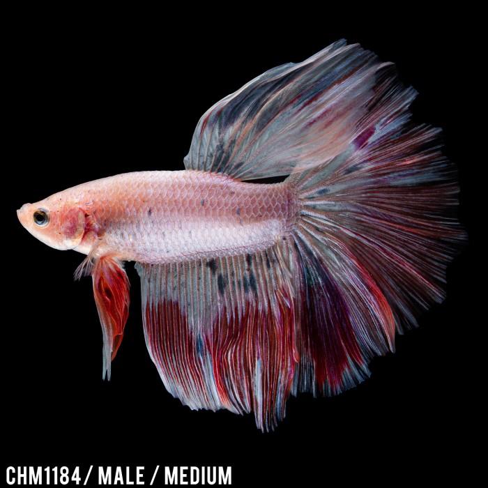 Gambar Cupang Hias Halfmoon Pink Red Betta Fish Halfmoon CHM1184 - CHM1184 dari amanahfishfarm undefined Tokopedia