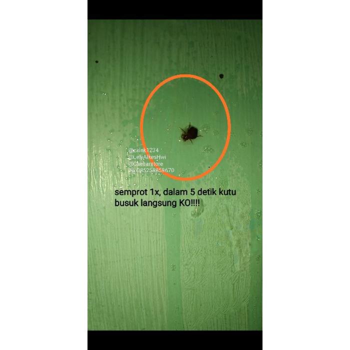 Gambar PEMBASMI KUTU BUSUK KUTU KASUR KUTU SOFA TINGGI TUMILA TUNGAU - BYE dari Chelsi Olivia Lase undefined Tokopedia