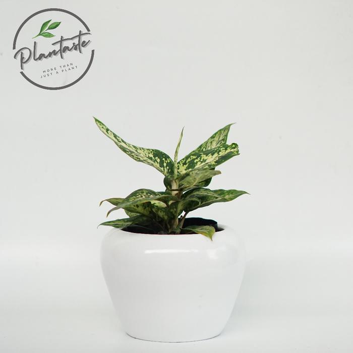Gambar POT BOWLY 18 | D18 T12 | POT GERABAH | Plantasteid - Putih dari Plantasteid undefined Tokopedia