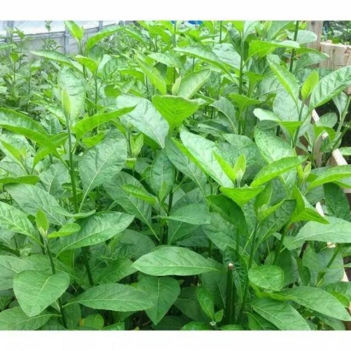 Gambar Tanaman herbal Stek teh cina stek batang teh cina DAUN AFRIKA bibit - Stek tumbuh, S dari JayaFarm. undefined Tokopedia