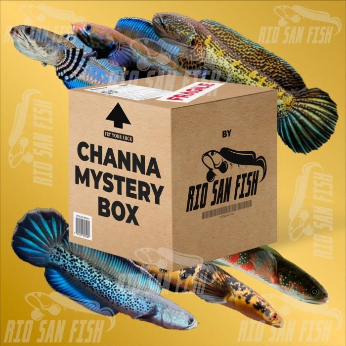 Gambar Mystery Box Channa (TIDAK ADA LIMBATA) - Chana, Canna, Cana - GREAT - GREAT dari Gardenstore168 undefined Tokopedia