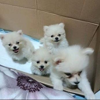 Jual Dijual Kalung Anjing Minipom Diskon Jakarta Barat Dzikra