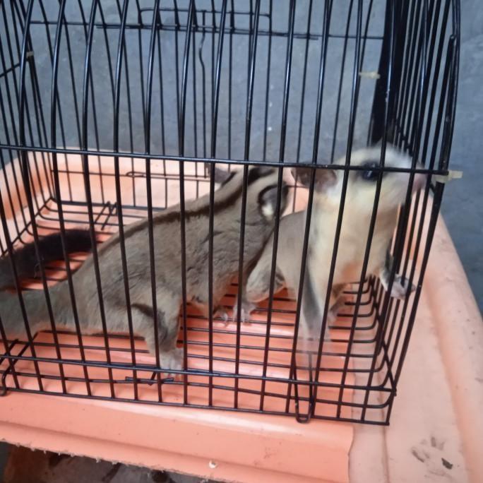 Gambar Ready Stok Sugar Glider Cg, Wf, Leu, Moza Dewasa Promo dari baksooooo77777 undefined Tokopedia