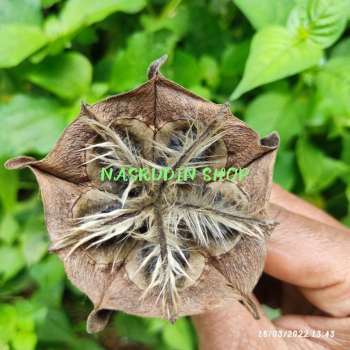 Gambar BIBIT BIJI KAPAS HANTU 50 BIJI / BIBIT BIJI DAUN KAPAS HANTU / ABROMA dari JAVA CROUSE undefined Tokopedia