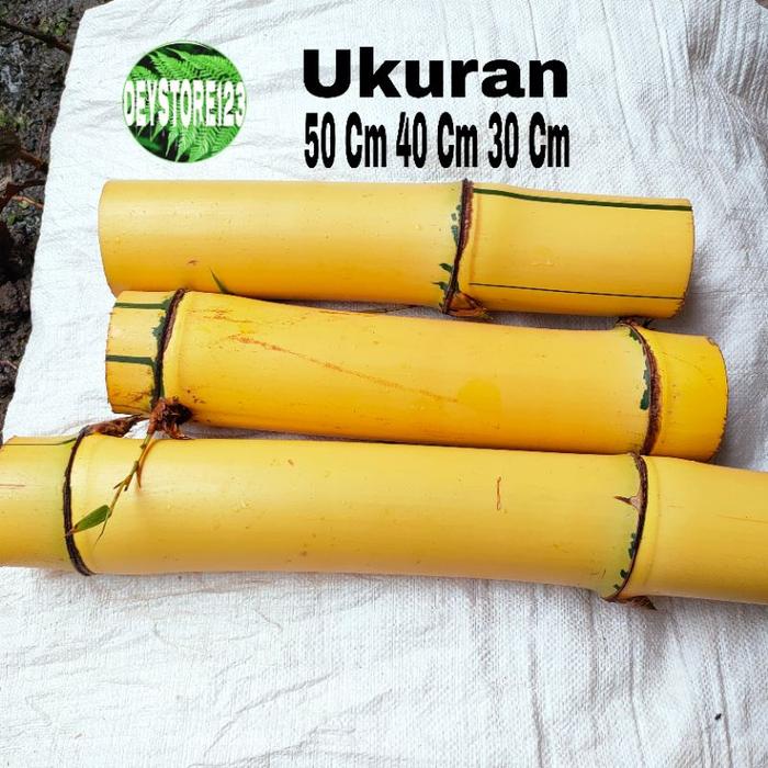 Gambar potongan Bambu Kuning besar 50 cm - Kuning, 80CM dari Ngocorgolontor undefined Tokopedia