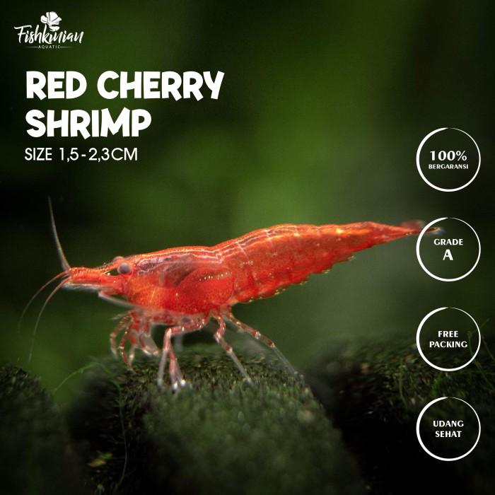 Gambar Udang Hias Air Tawar Aquascape Aquarium - RED CHERRY dari FISHKINIANSTORE undefined Tokopedia