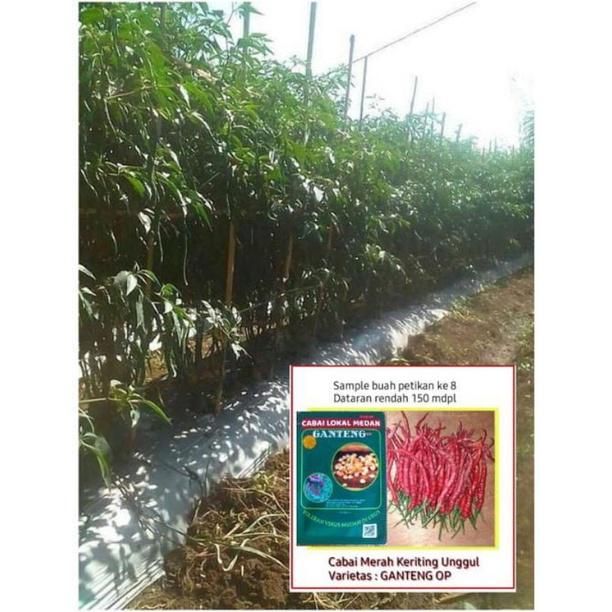 Gambar Paket 5 bks Benih Bibit Cabe GANTENG siramping yang panjang dari borgede undefined Tokopedia